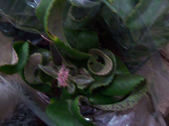 Name:  100_4558.jpg
Views: 255
Size:  28.6 KB