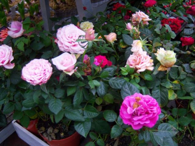 Name:  100_4568.jpg
Views: 267
Size:  54.7 KB