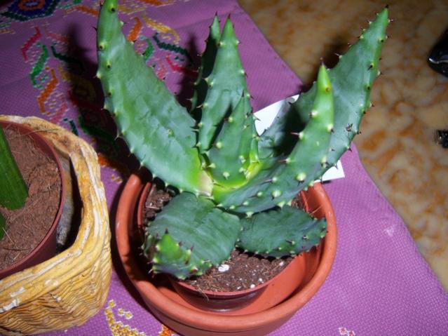 Name:  100_4583.jpg
Views: 270
Size:  51.0 KB