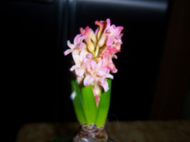 Name:  100_4587.jpg
Views: 253
Size:  54.4 KB