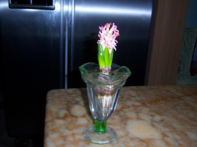 Name:  100_4588.jpg
Views: 251
Size:  27.2 KB