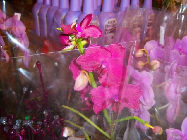 Name:  100_4598.jpg
Views: 317
Size:  43.5 KB