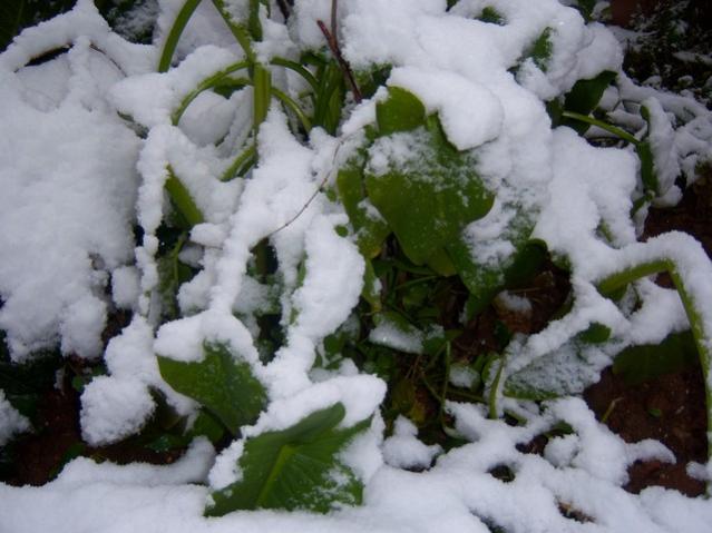 Name:  100_4632.jpg
Views: 262
Size:  45.0 KB
