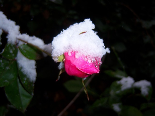 Name:  100_4635.jpg
Views: 255
Size:  66.3 KB