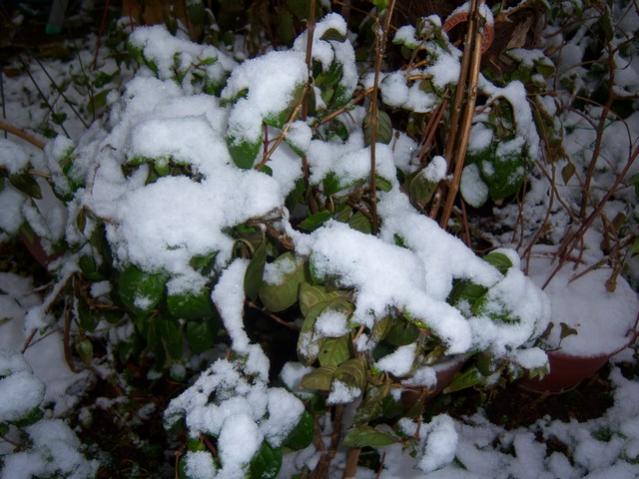 Name:  100_4640.jpg
Views: 247
Size:  54.3 KB