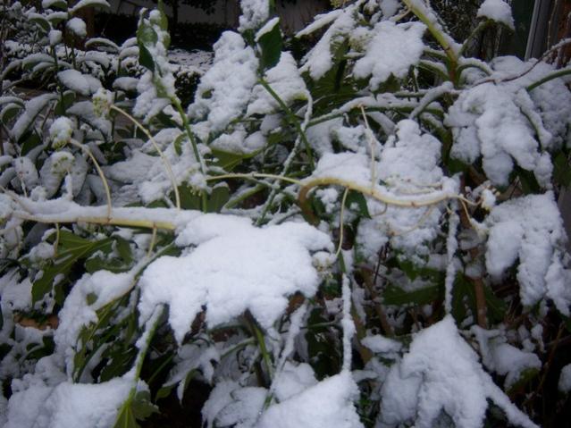 Name:  100_4647.jpg
Views: 257
Size:  57.1 KB