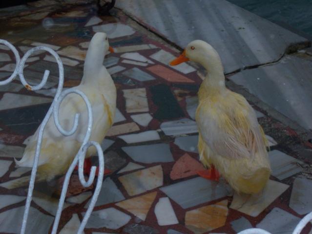 Name:  100_4653.jpg
Views: 258
Size:  35.5 KB