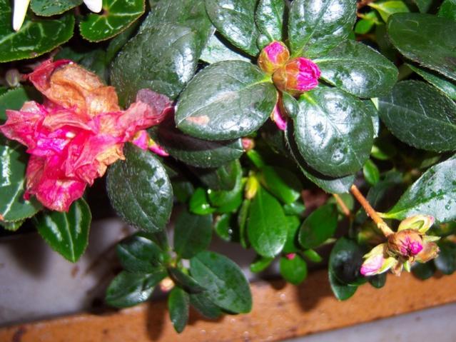 Name:  100_4682.jpg
Views: 362
Size:  59.0 KB