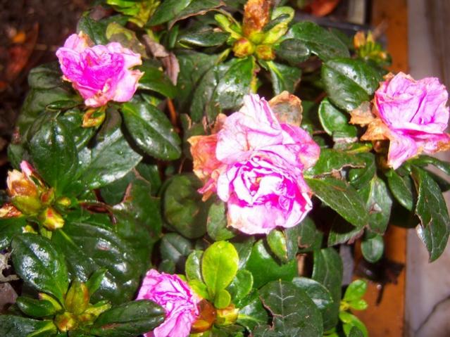 Name:  100_4687.jpg
Views: 734
Size:  62.7 KB