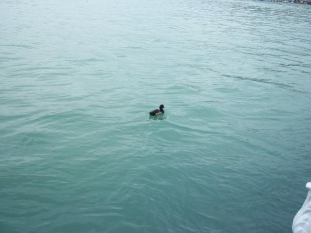 Name:  100_4699.jpg
Views: 681
Size:  30.4 KB