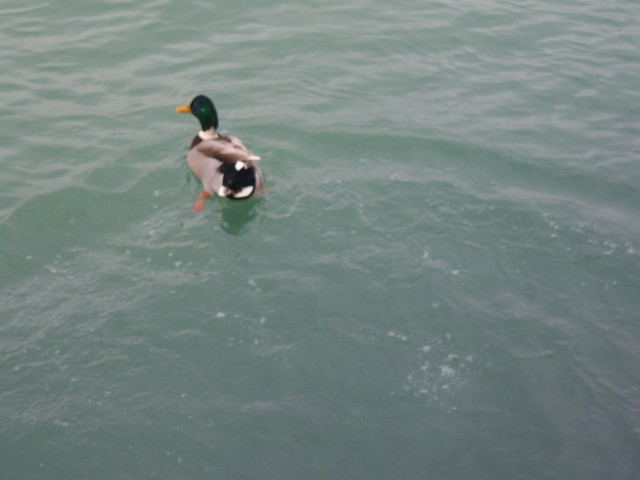 Name:  100_4702.jpg
Views: 483
Size:  67.5 KB