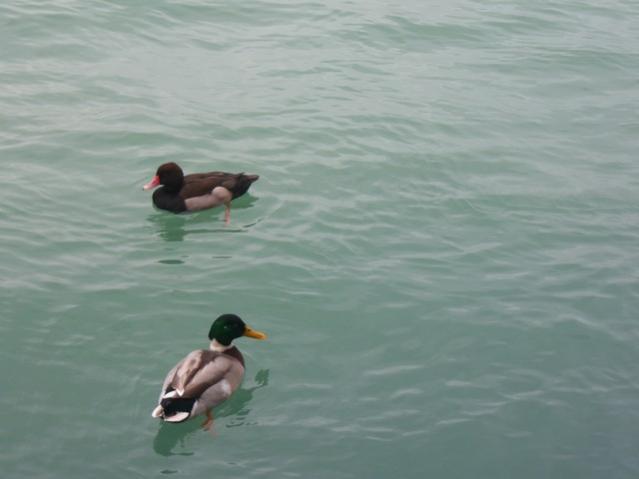 Name:  100_4703.jpg
Views: 481
Size:  24.4 KB
