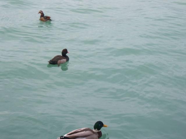 Name:  100_4706.jpg
Views: 663
Size:  24.5 KB