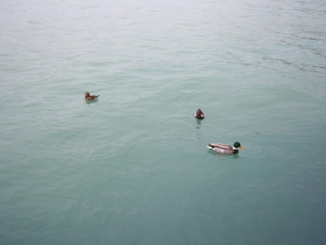 Name:  100_4713.jpg
Views: 455
Size:  63.2 KB