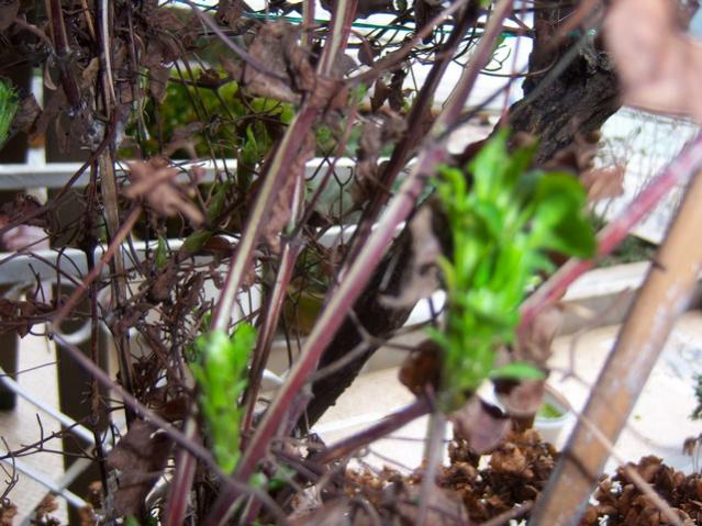 Name:  100_4715.jpg
Views: 716
Size:  59.1 KB