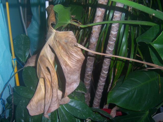 Name:  100_4722.jpg
Views: 688
Size:  44.8 KB