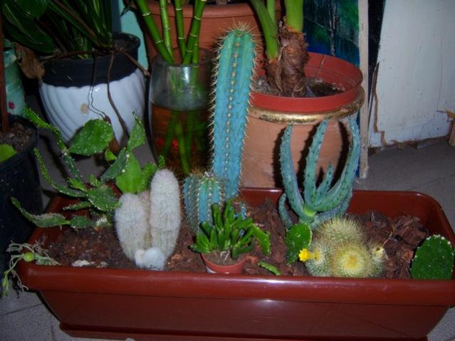 Name:  100_4676.jpg
Views: 680
Size:  45.9 KB
