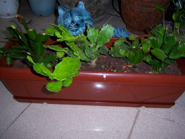 Name:  100_4678.jpg
Views: 437
Size:  48.7 KB