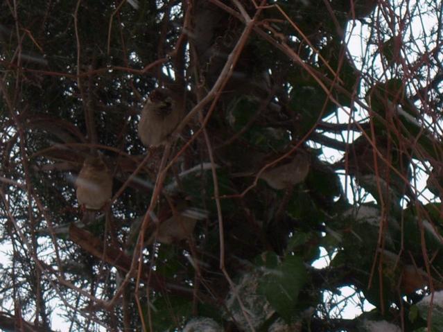 Name:  100_4743.jpg
Views: 682
Size:  53.9 KB