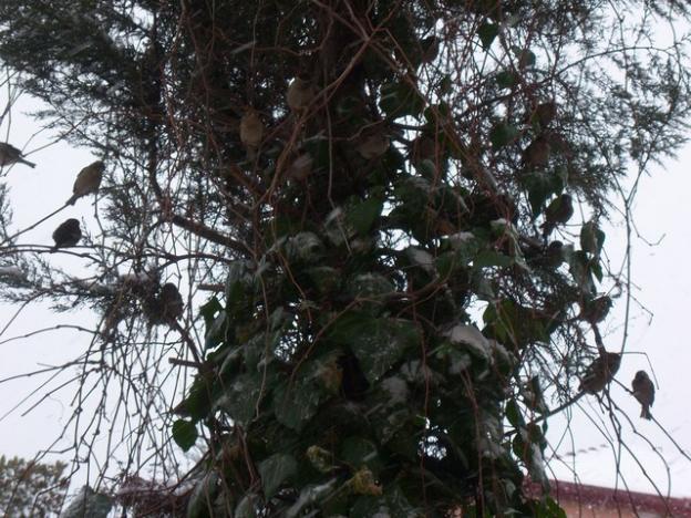Name:  100_4744.jpg
Views: 707
Size:  70.5 KB