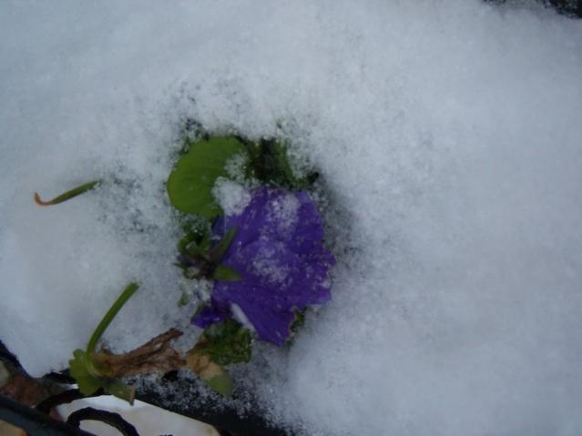 Name:  100_4769.jpg
Views: 338
Size:  25.6 KB