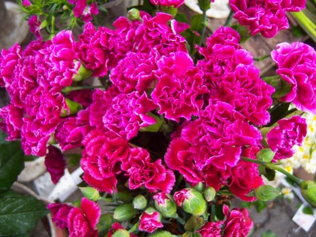 Name:  100_4811.jpg
Views: 268
Size:  66.5 KB