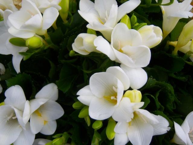 Name:  100_4812.jpg
Views: 278
Size:  36.3 KB