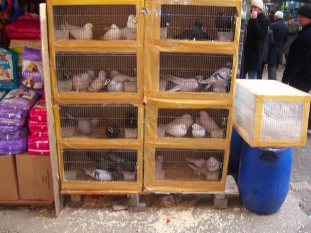 Name:  100_4863.jpg
Views: 392
Size:  50.7 KB
