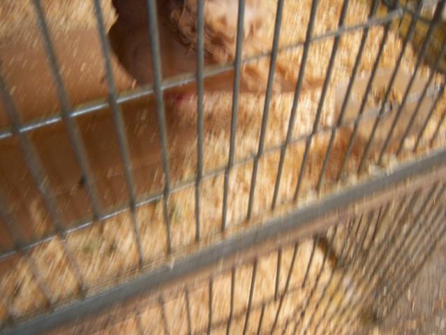 Name:  100_4874.jpg
Views: 267
Size:  42.0 KB