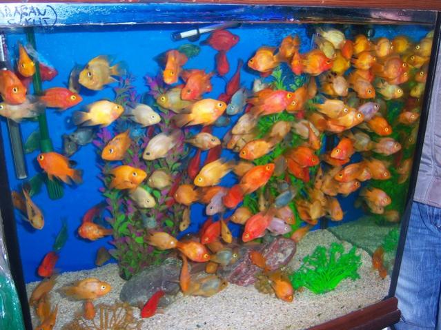 Name:  100_4879.jpg
Views: 426
Size:  63.2 KB