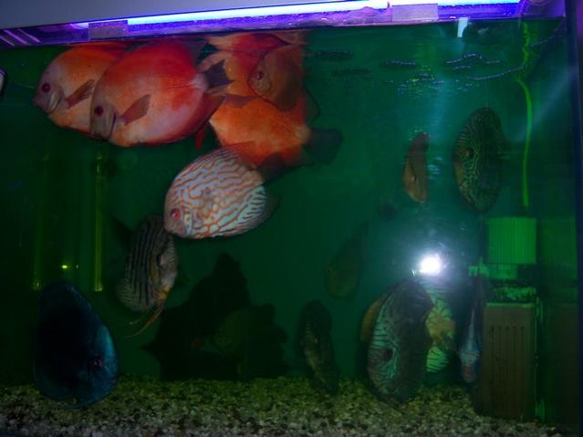 Name:  100_4880.jpg
Views: 714
Size:  31.5 KB