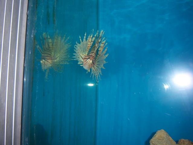 Name:  100_4891.jpg
Views: 487
Size:  25.6 KB