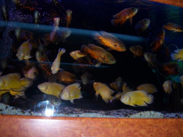Name:  100_4895.jpg
Views: 253
Size:  37.4 KB