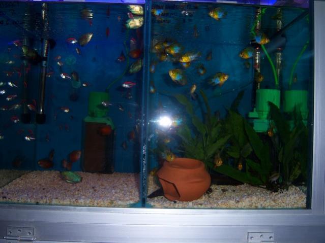 Name:  100_4899.jpg
Views: 250
Size:  37.5 KB