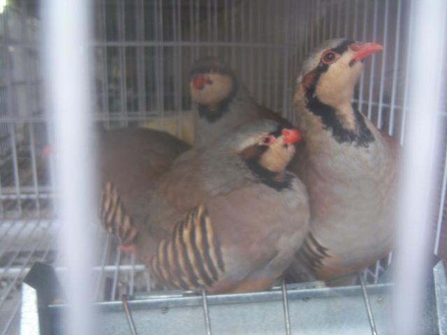 Name:  100_4941.jpg
Views: 305
Size:  25.9 KB