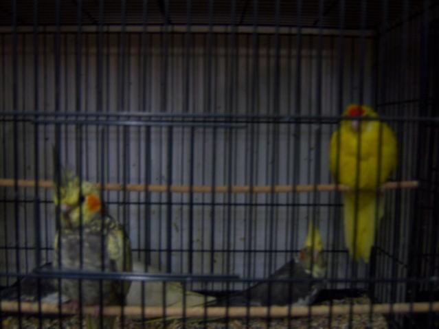 Name:  100_4954.jpg
Views: 305
Size:  29.6 KB