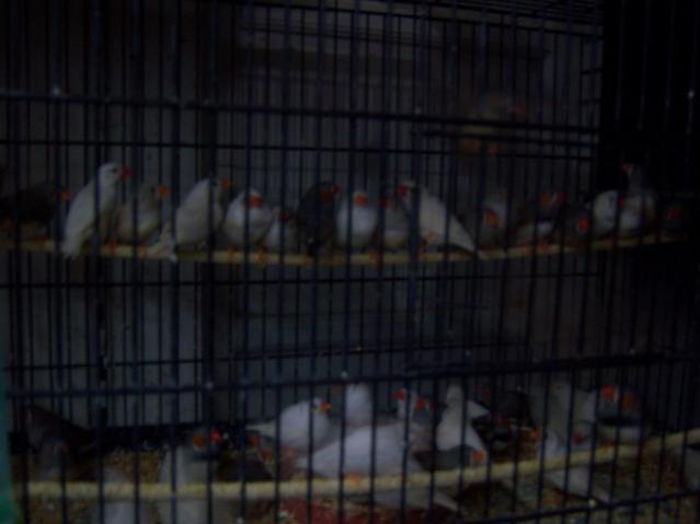 Name:  100_4956.jpg
Views: 320
Size:  25.9 KB