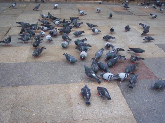 Name:  100_4959.jpg
Views: 395
Size:  51.3 KB