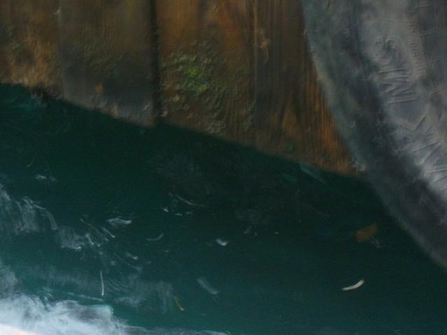 Name:  100_4985.jpg
Views: 431
Size:  24.0 KB