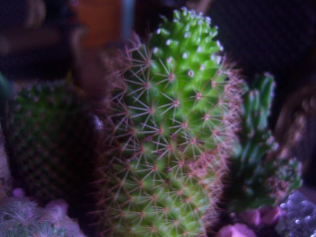 Name:  100_5005.jpg
Views: 333
Size:  30.7 KB