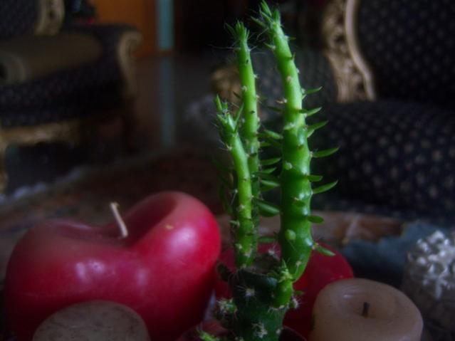 Name:  100_5006.jpg
Views: 395
Size:  25.6 KB