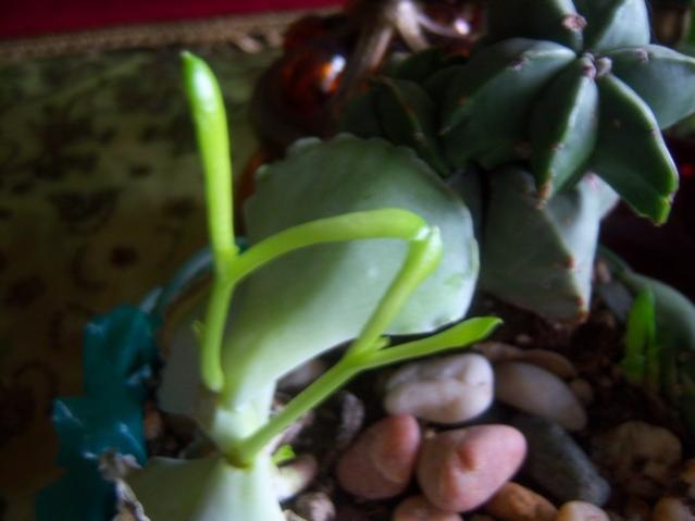Name:  100_5007.jpg
Views: 316
Size:  28.4 KB