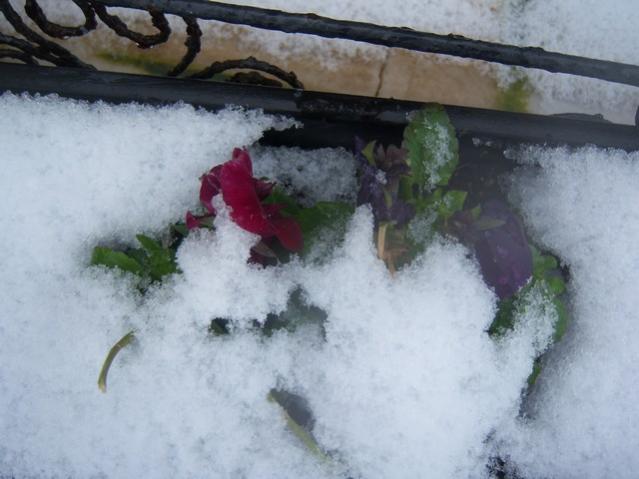Name:  100_5036.jpg
Views: 422
Size:  38.0 KB