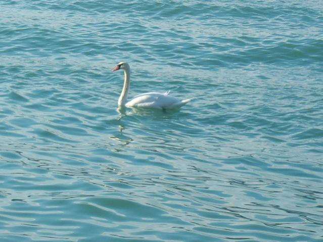 Name:  100_5053.jpg
Views: 393
Size:  52.4 KB
