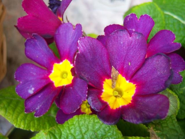 Name:  100_5066.jpg
Views: 425
Size:  41.7 KB