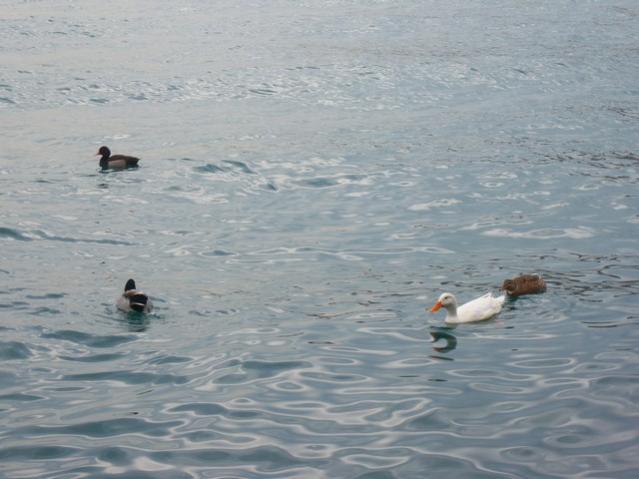 Name:  100_5072.jpg
Views: 419
Size:  40.0 KB