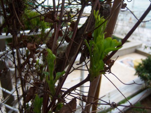 Name:  100_5081.jpg
Views: 397
Size:  53.7 KB