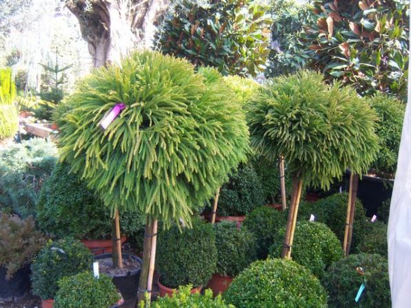 Name:  100_5089.jpg
Views: 450
Size:  71.7 KB