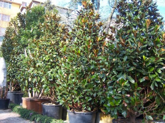 Name:  100_5095.jpg
Views: 468
Size:  74.8 KB