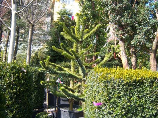 Name:  100_5098.jpg
Views: 424
Size:  74.8 KB